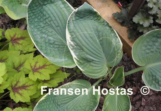 Hosta Northern Halo